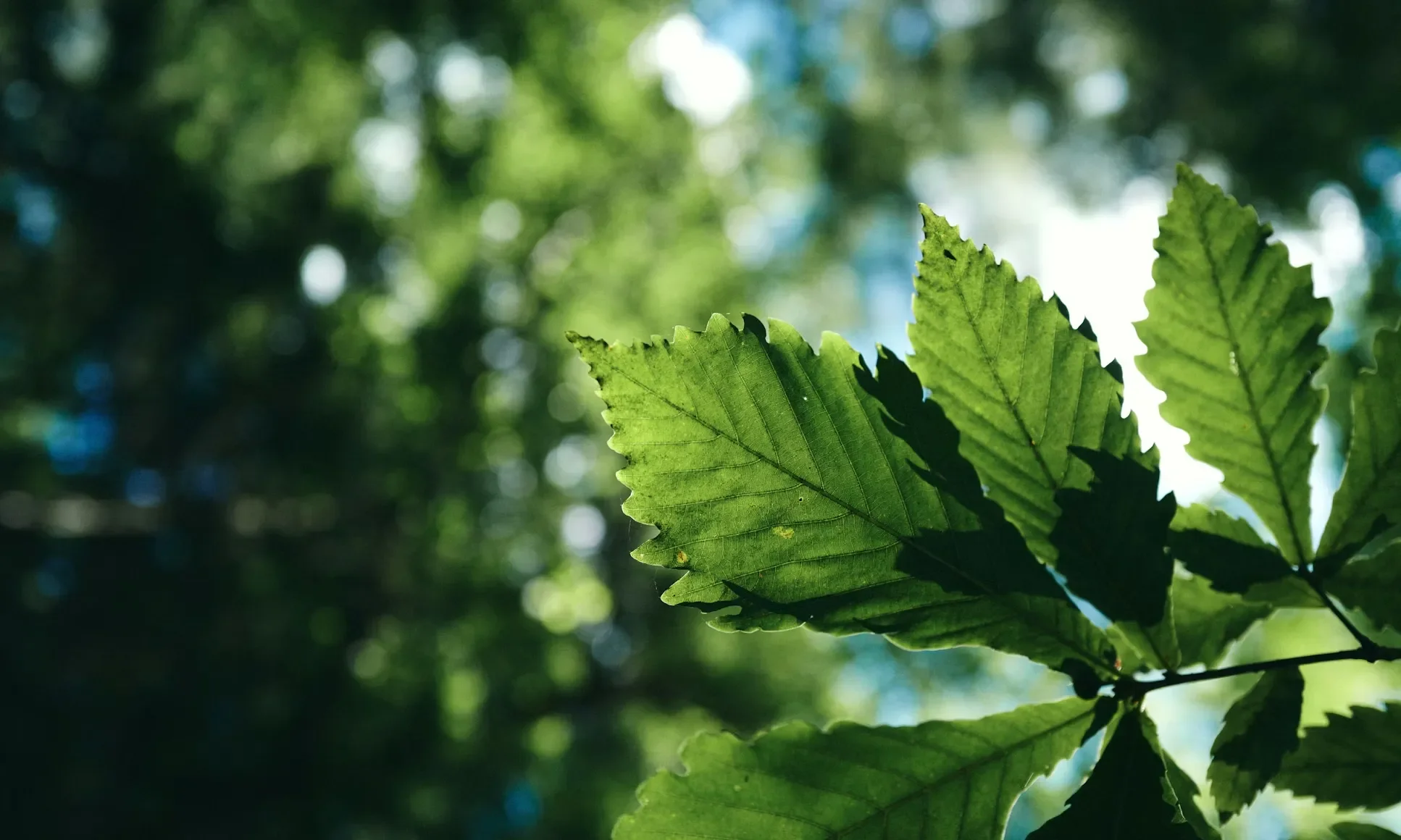 Sustainability